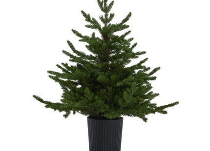 Green Forest Fir Pre-Lit Led 300L Christmas Tree In Pot